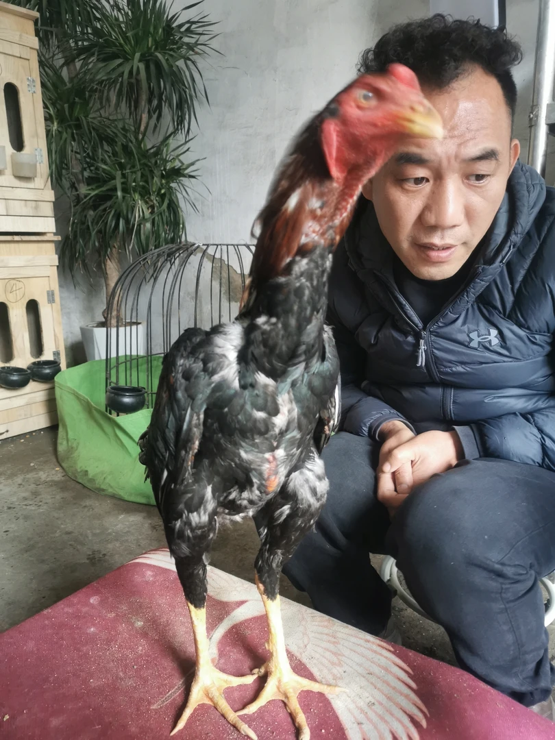 农村散养斗鸡公鸡