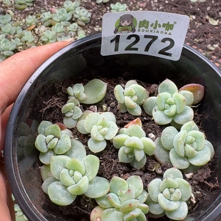 无花朵多肉植物多肉植物