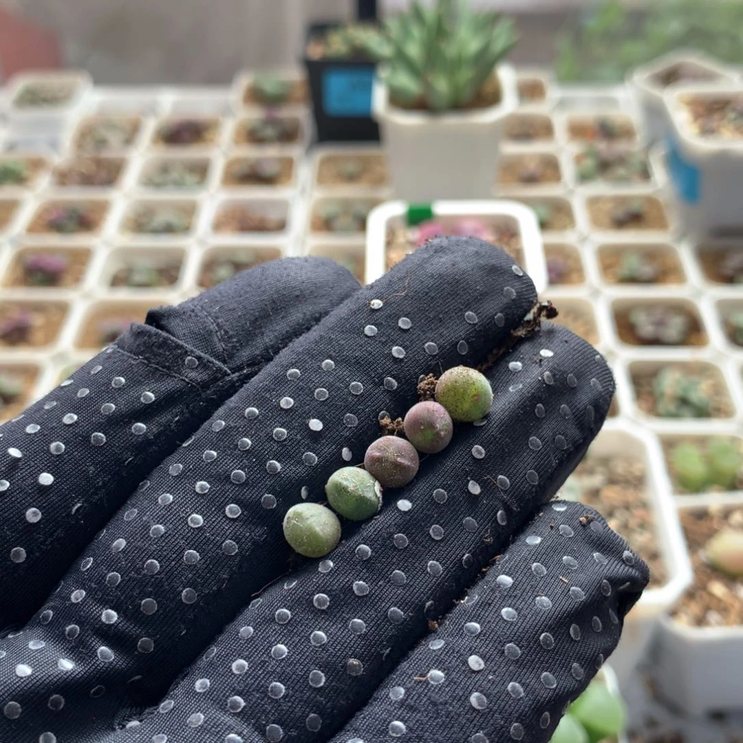 a192大眼睛空蝉0.5厘米