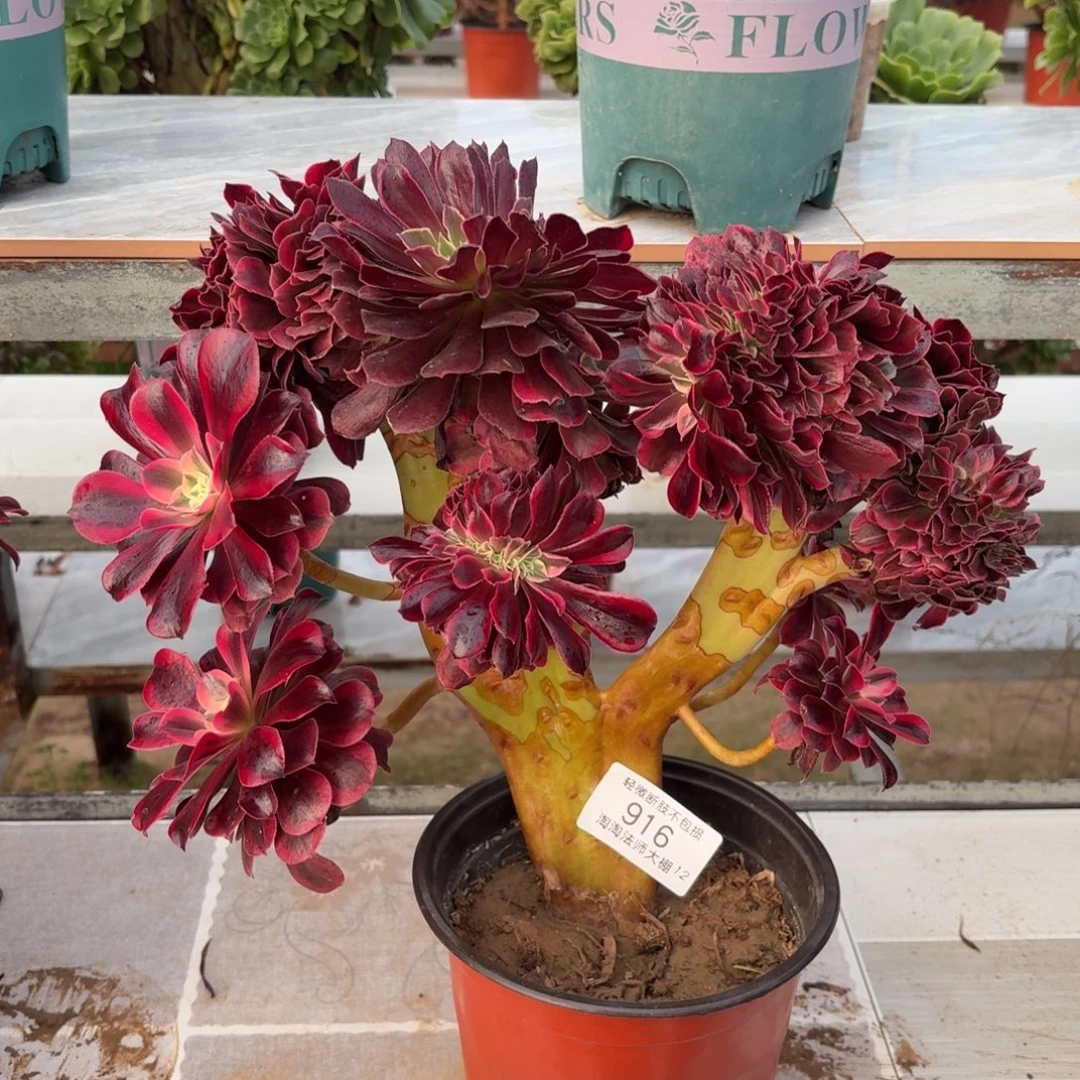916美杜莎缀化多肉植物