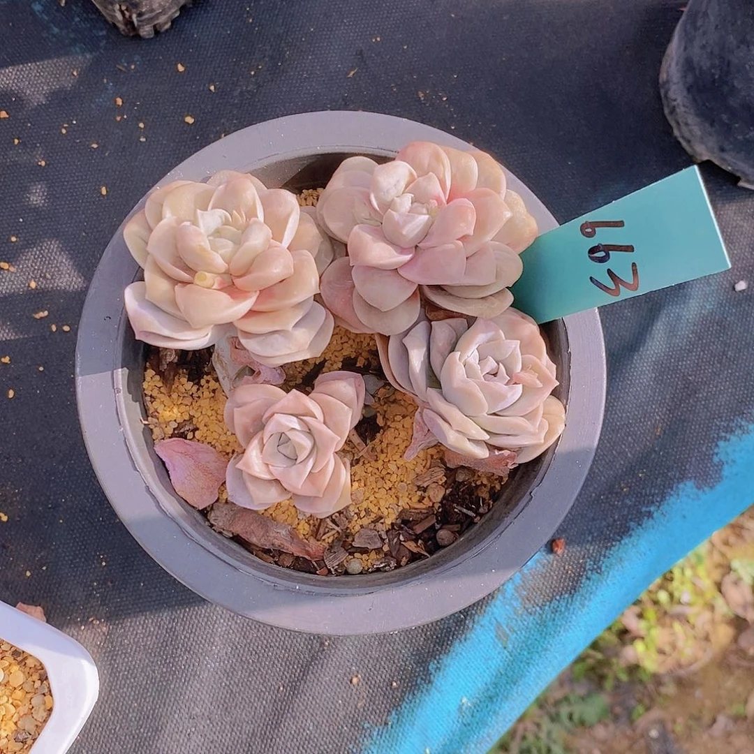 用****4663多肉植物老桩