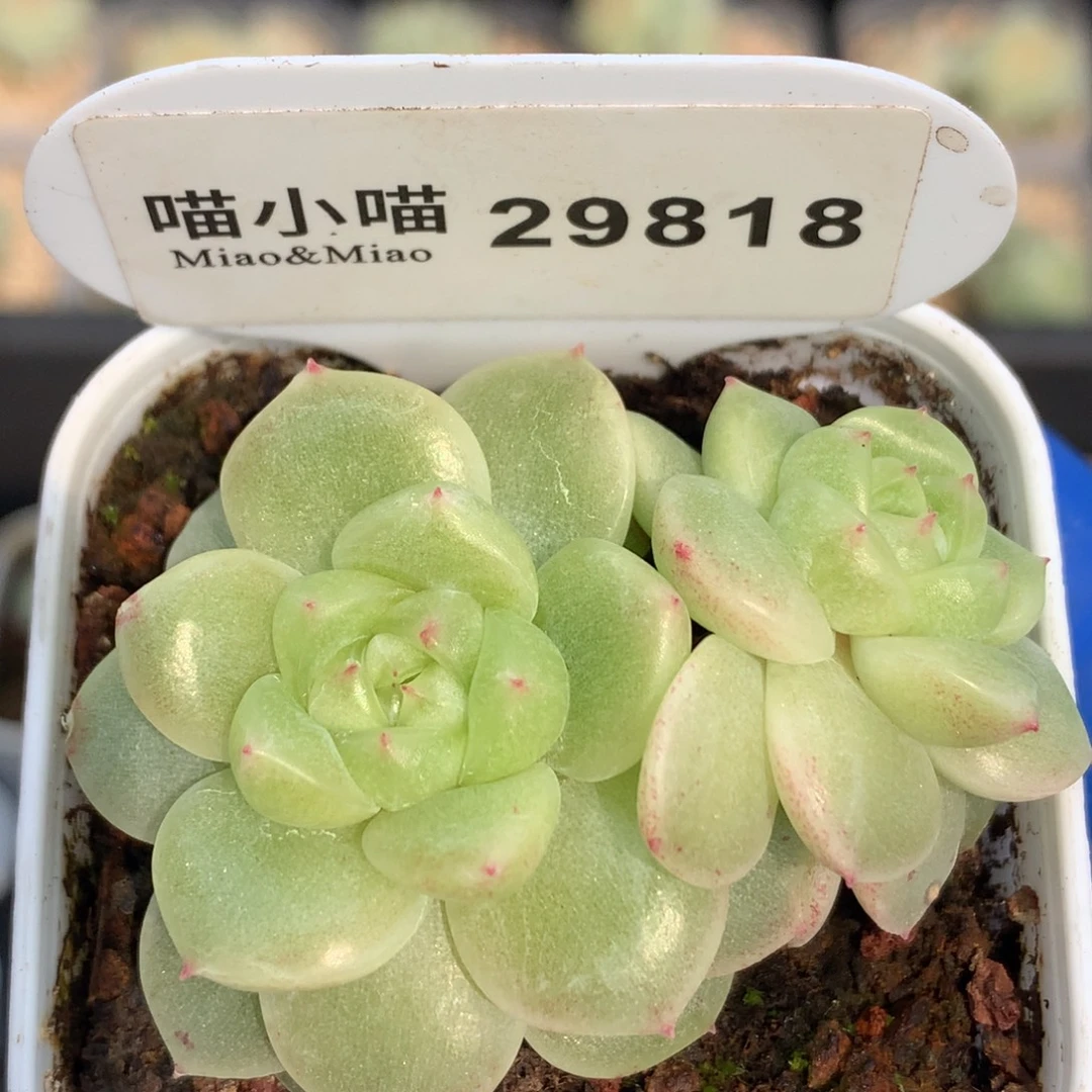多肉植物杂交珍妮