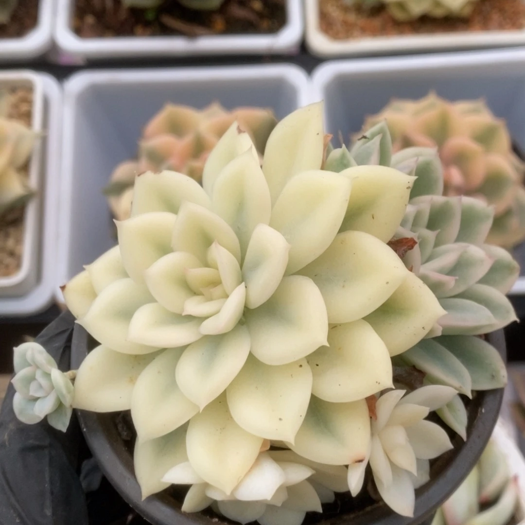 060月亮仙子锦锦锦锦锦锦