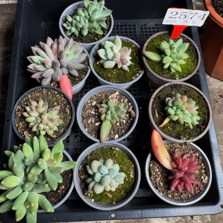 2574多肉植物一物一拍
