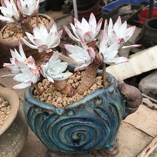 韩货刘丹仙女棒杯