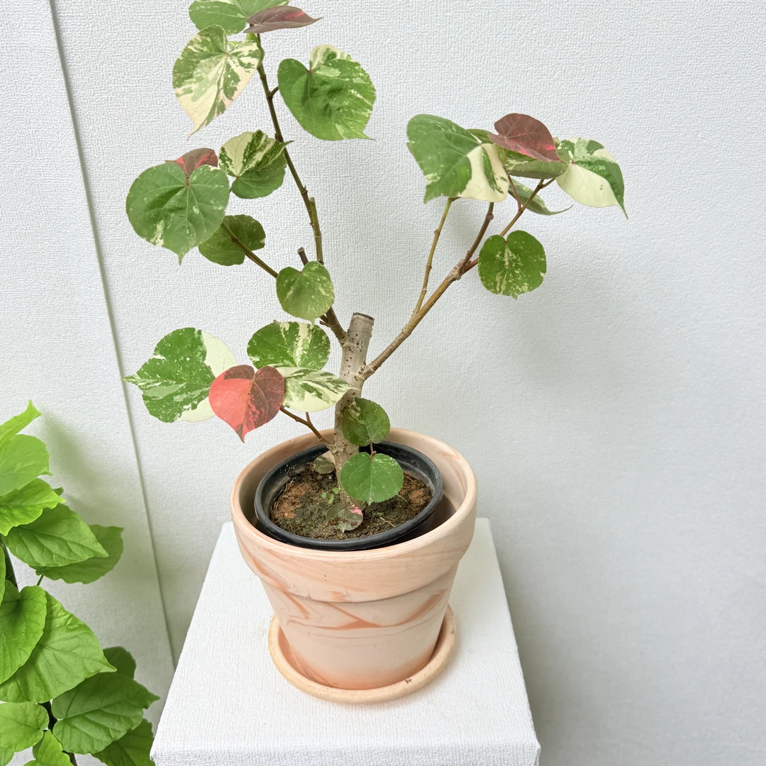 花叶黄锦斑叶室内植物稀有品种阳台庭院热带木本观叶植物