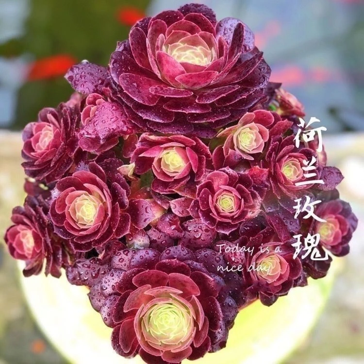 荷兰网红玫瑰法师多肉植物绿植盆栽多肉盆栽花卉肉肉高档老桩盆栽