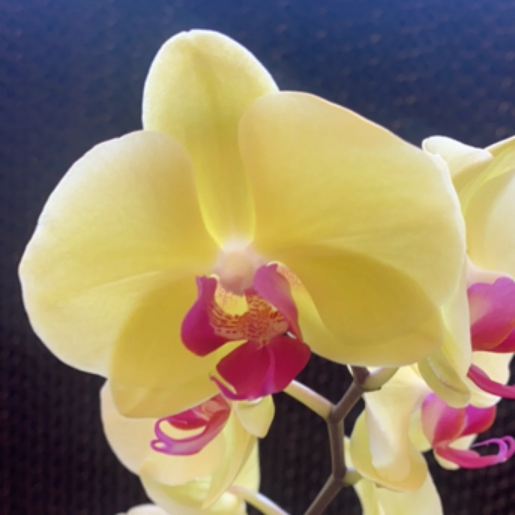 蝶兰小栈【黄金树】2.8杯带花带花苞 精品蝴蝶兰基地直发