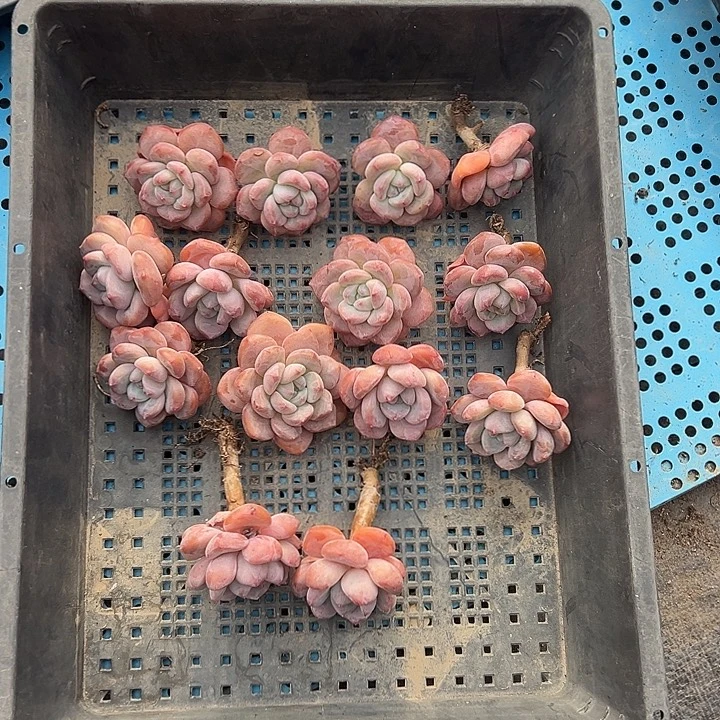 3087，15个紫梦露脱土发货的