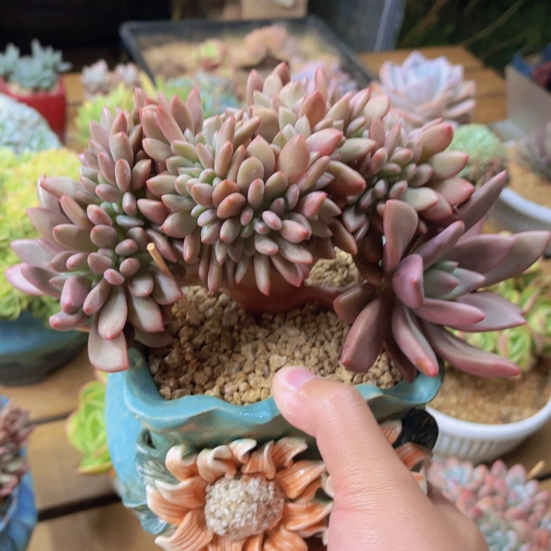 桃花源缀化精品多肉