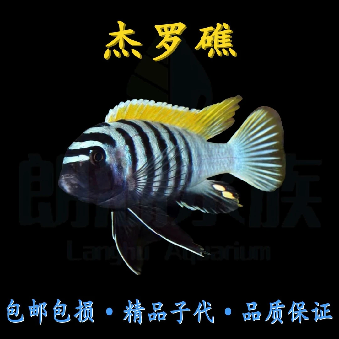 新手杰罗礁鱼三湖慈鲷观赏鱼淡水鱼好养耐活热带鱼坦鲷金鱼观赏鱼