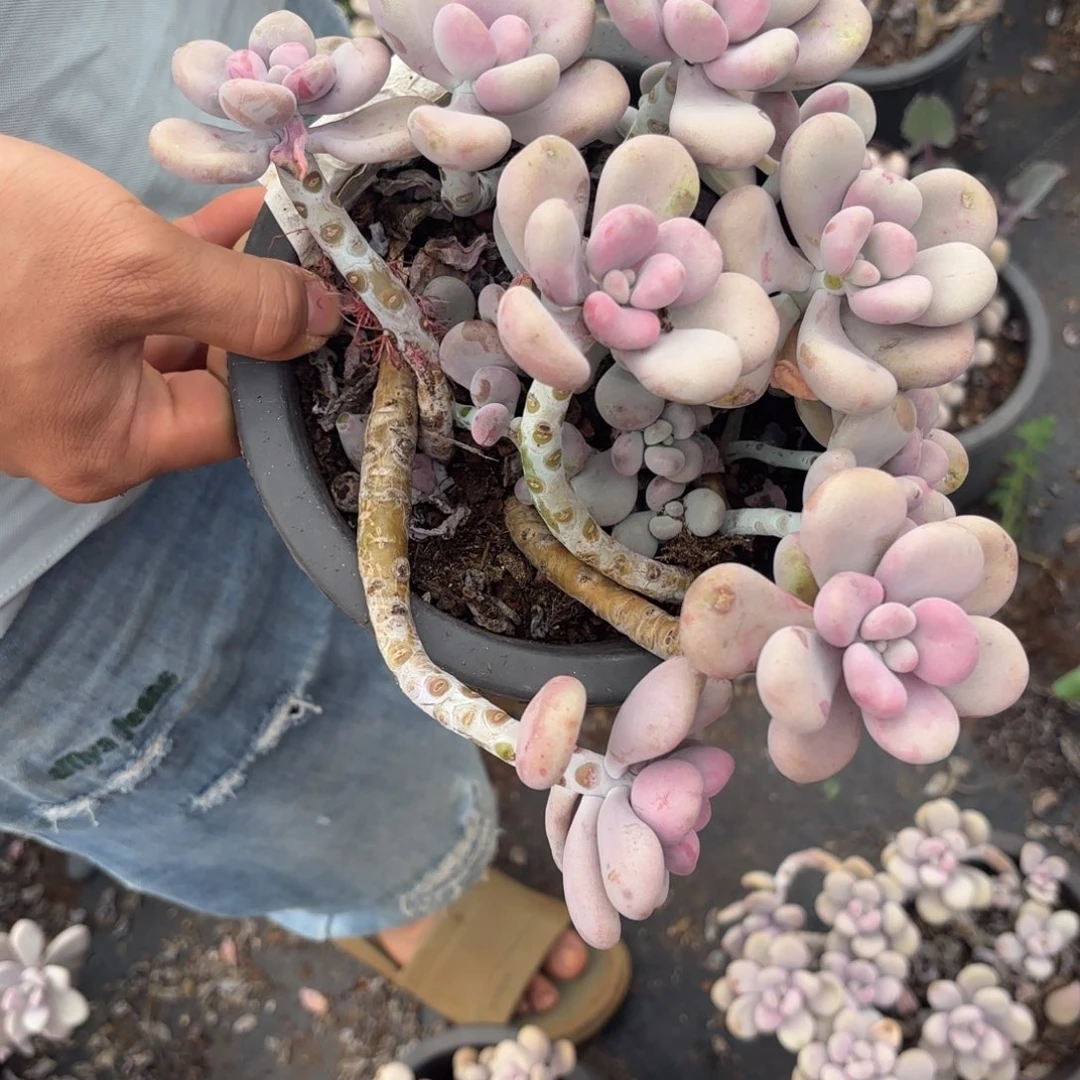 精选圆桃蛋多肉植物