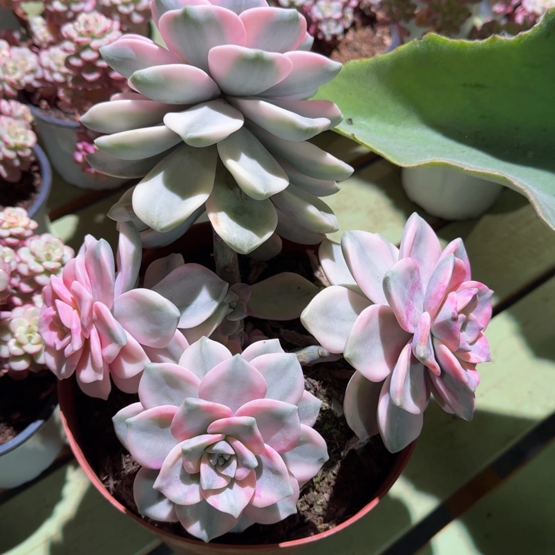 ****࿐紫乐锦群，锦上园艺一物一拍