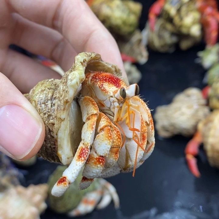 2.2口红头竹节毛里求斯