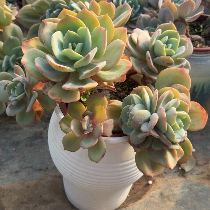 帝***萍白凤群生多肉植物35