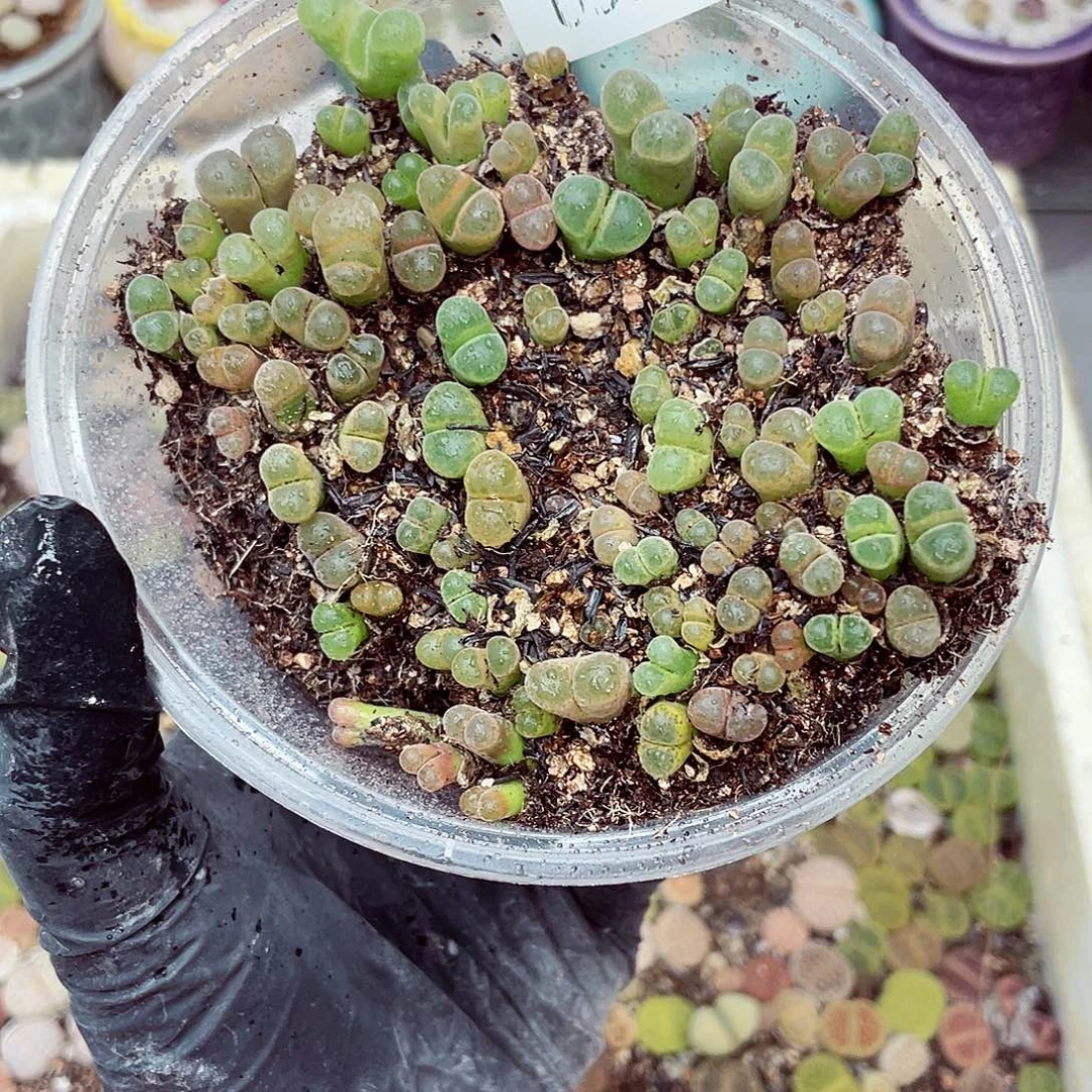 生石花18包邮0913-151