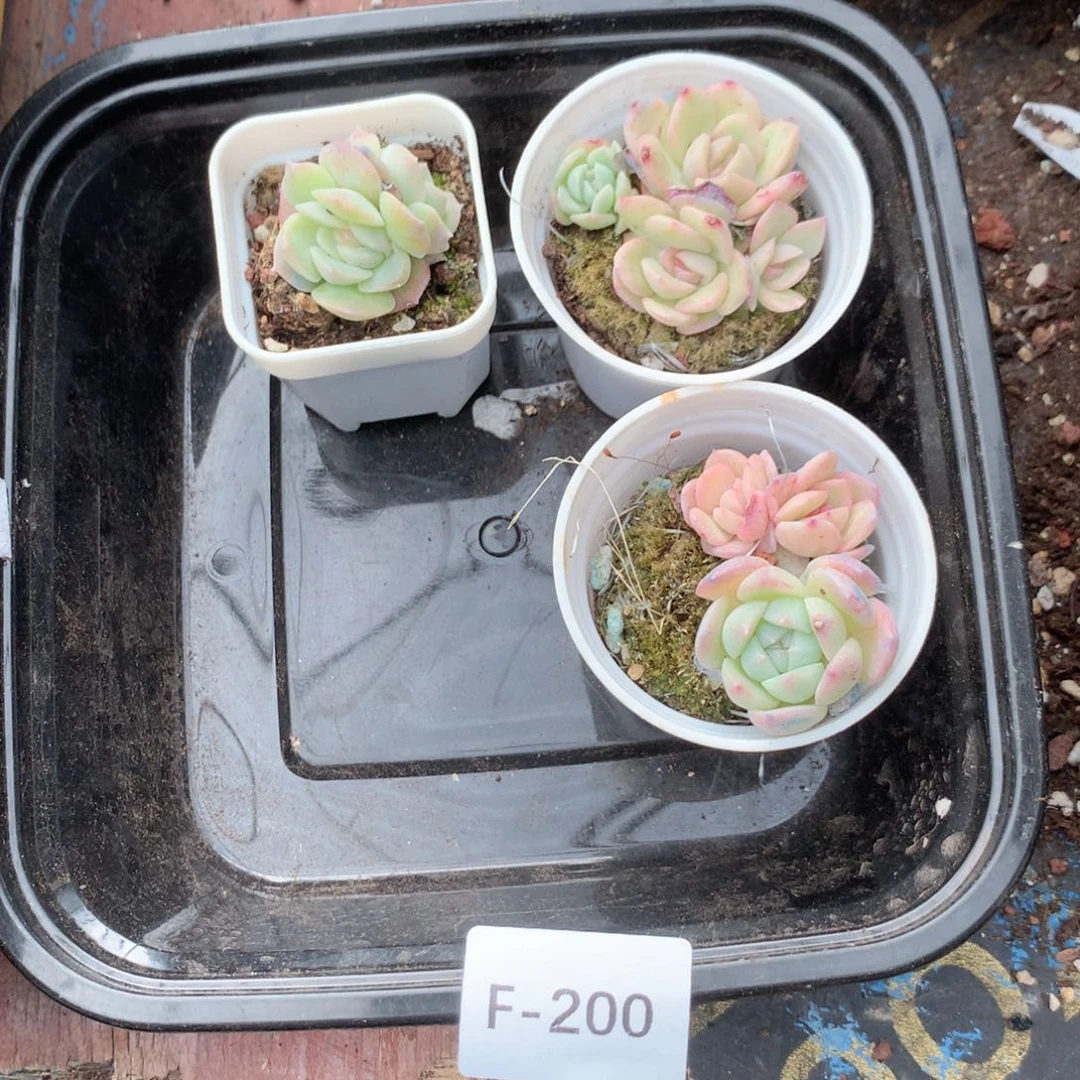 遇***馨无花朵F200英语英语