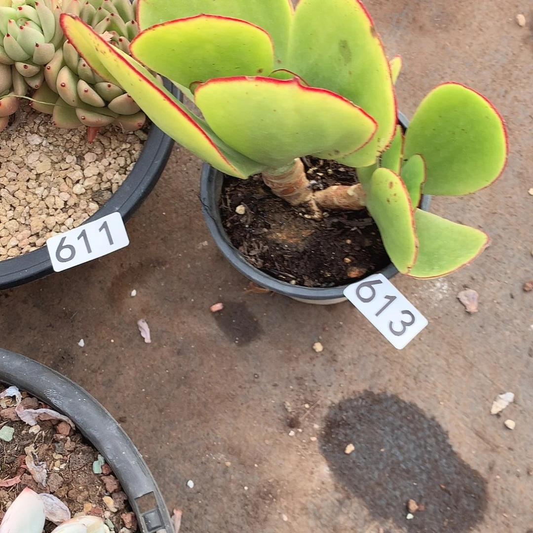 613青梅 一物一拍多肉