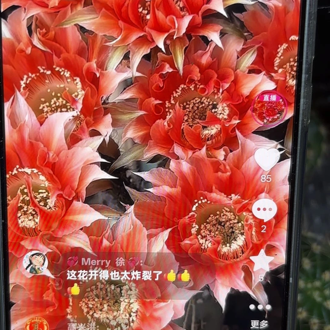 A119彩4公分侧牙20包邮11