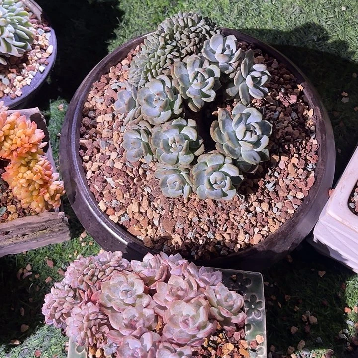 苹***?橙梦露群生两颗带盆