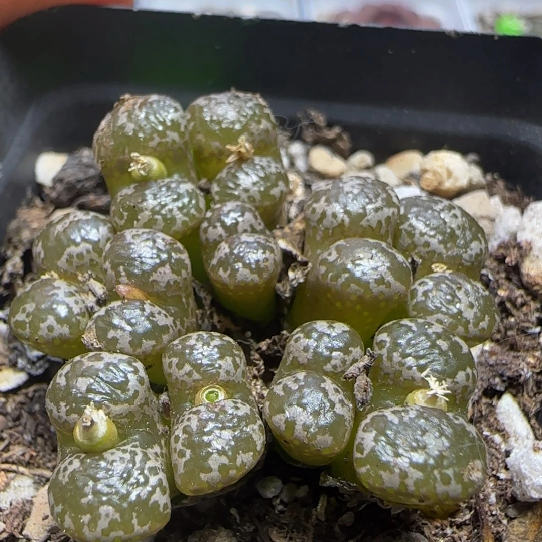 漂漂亮亮多肉植物20