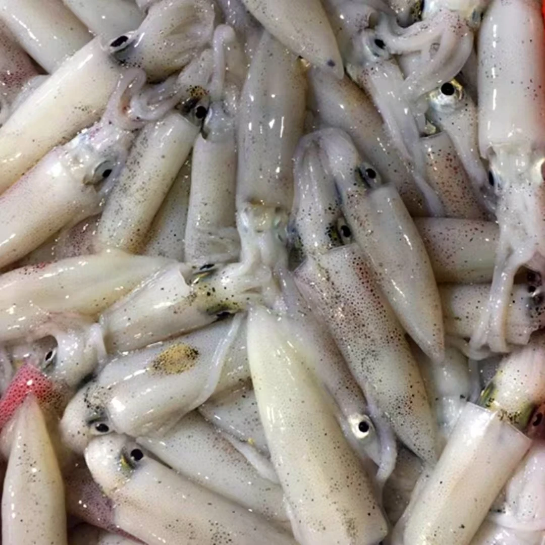 东山岛鲜冻一口管400g/盒新鲜海捕海兔速冻冷链营养美味