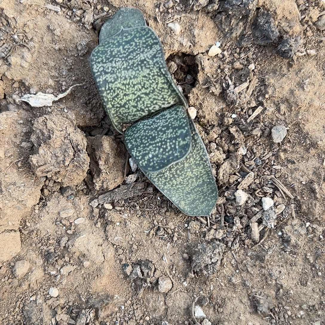 多肉植物蜗牛单头