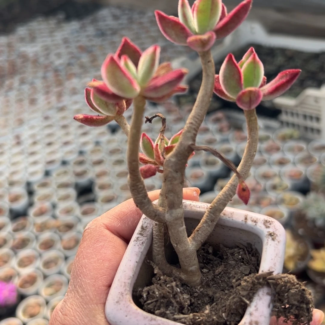 多肉植物多肉植物