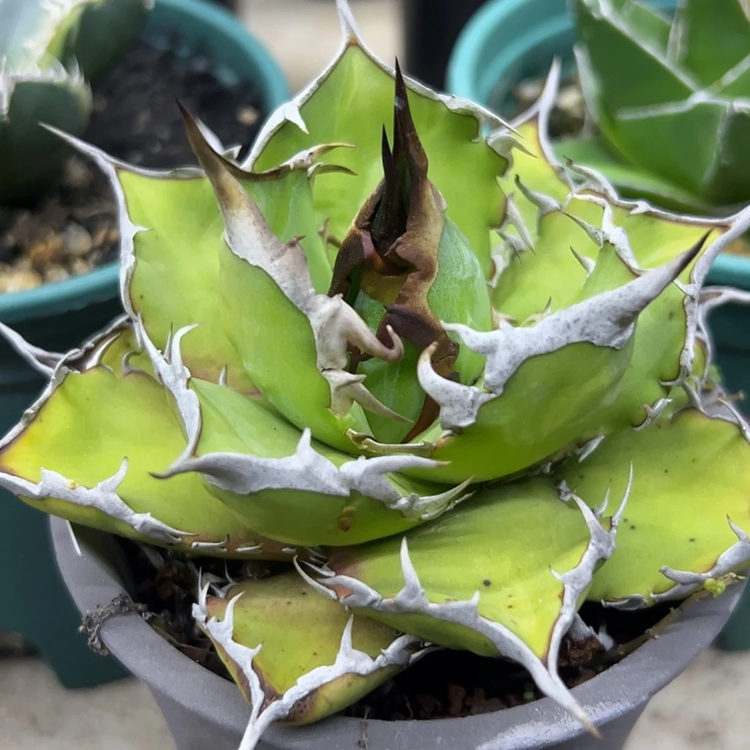 太阳神一物一拍偏远不包邮不退不换