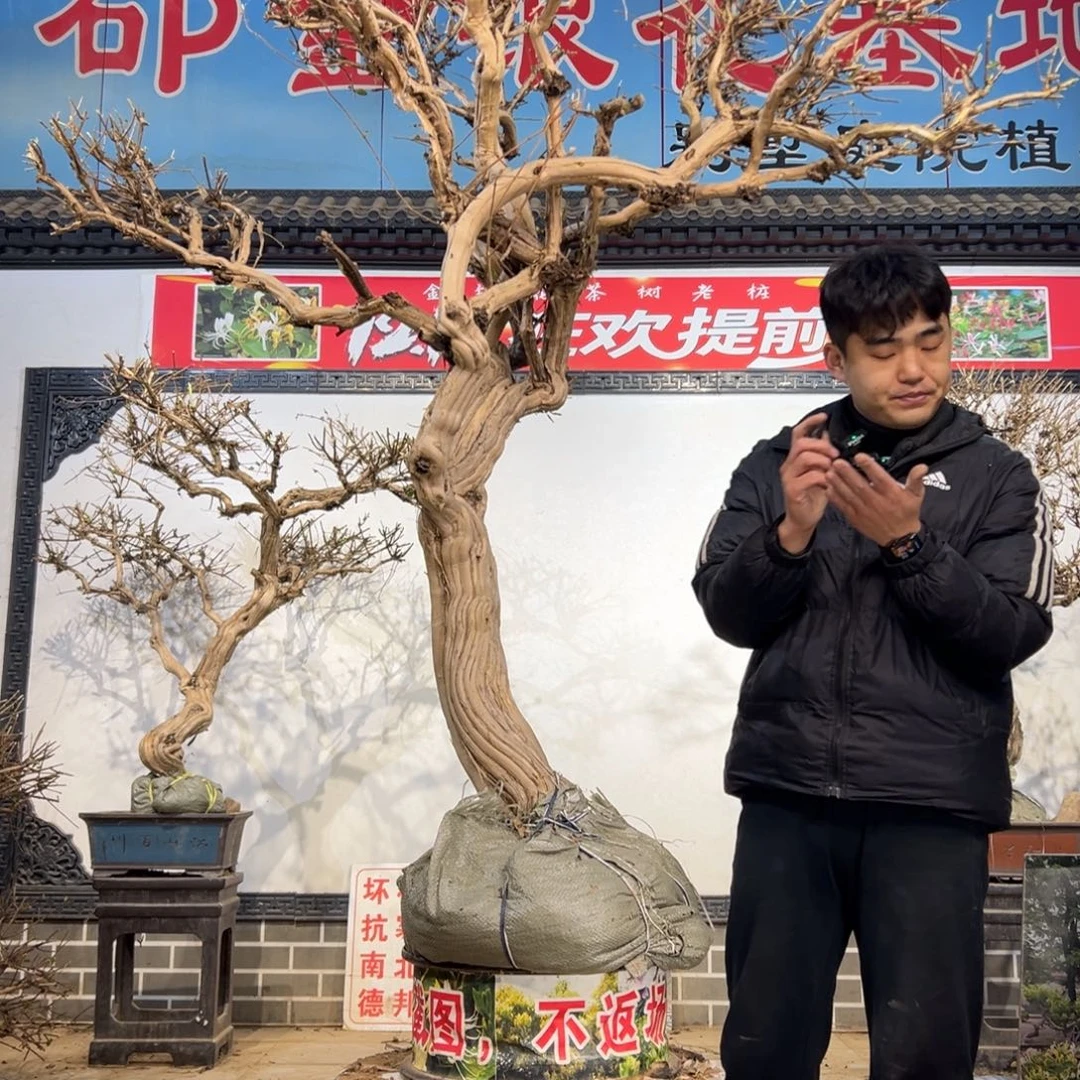 车***生无花朵金银花开花555566