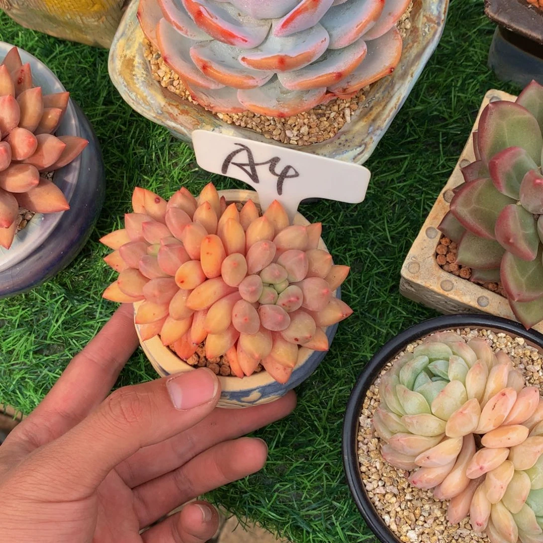 彭**喽是晶球多肉植物62627