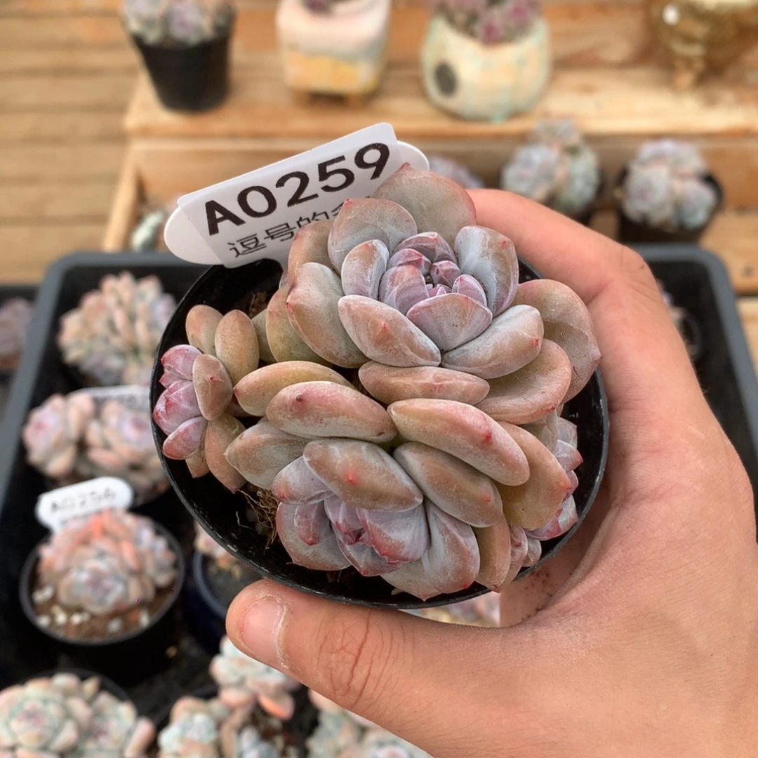 A0259 突尼斯 有砍 8cm