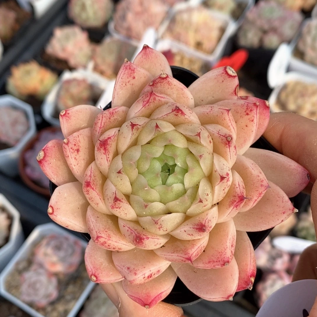 精品多肉一物一折不包整632