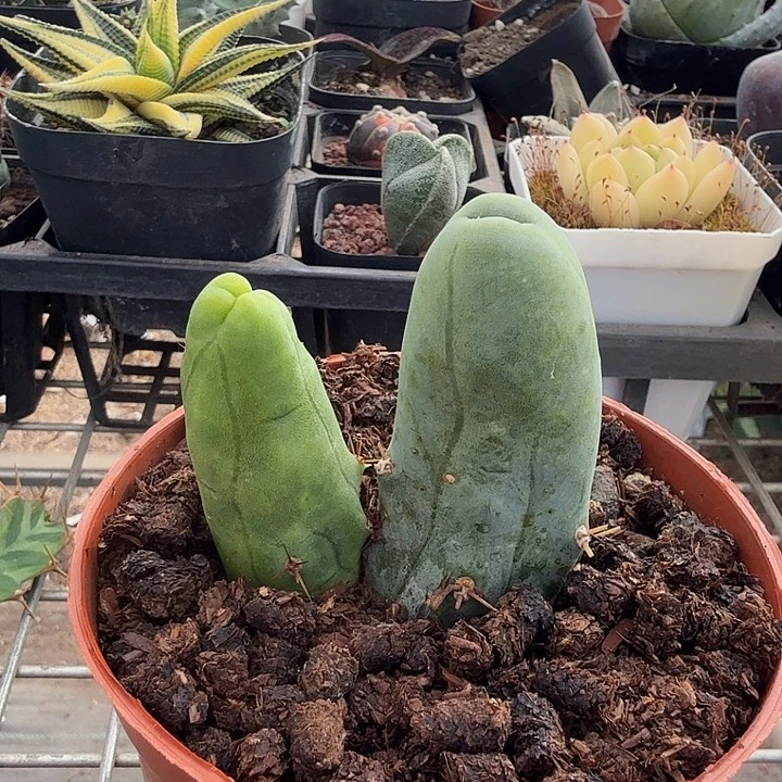 程程柱双头6仙人球