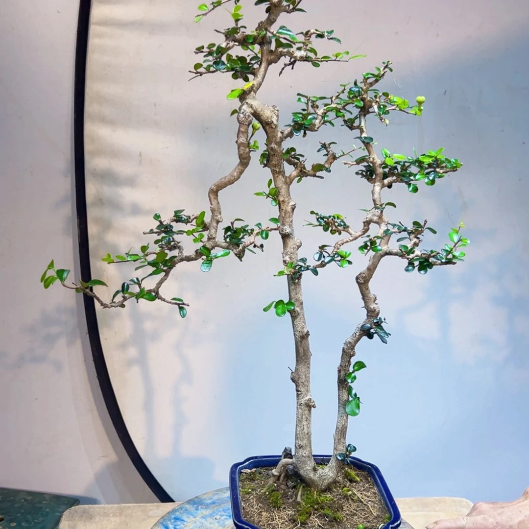 文***a无花朵111111111111111