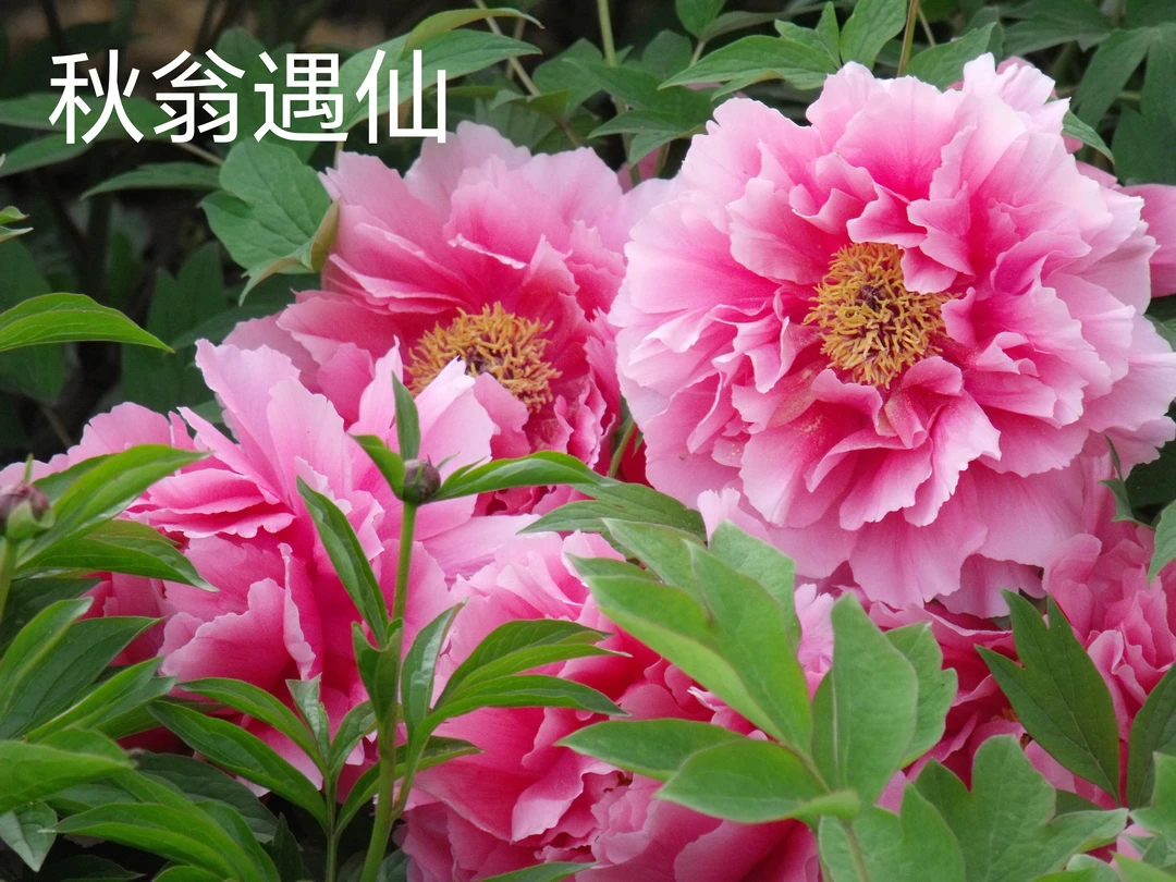 【秋翁遇仙】品种牡丹秋季裸根苗