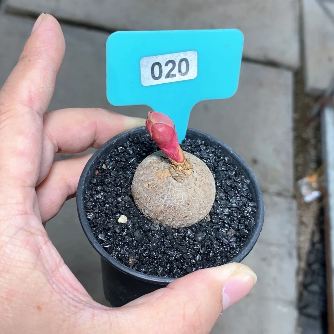 玫瑰大戟多肉植物