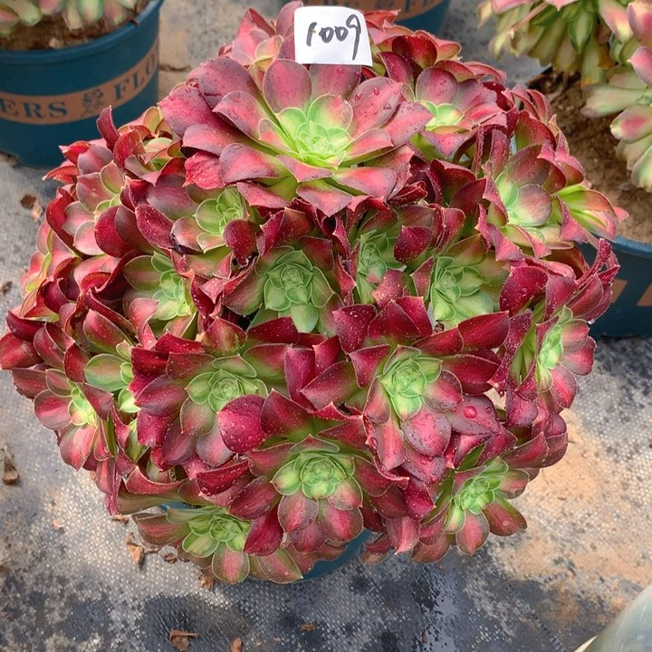 1009韶华花精品捧花朵朵