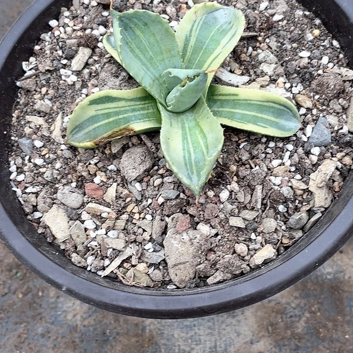 小***庄无花朵龙舌兰绿色植物