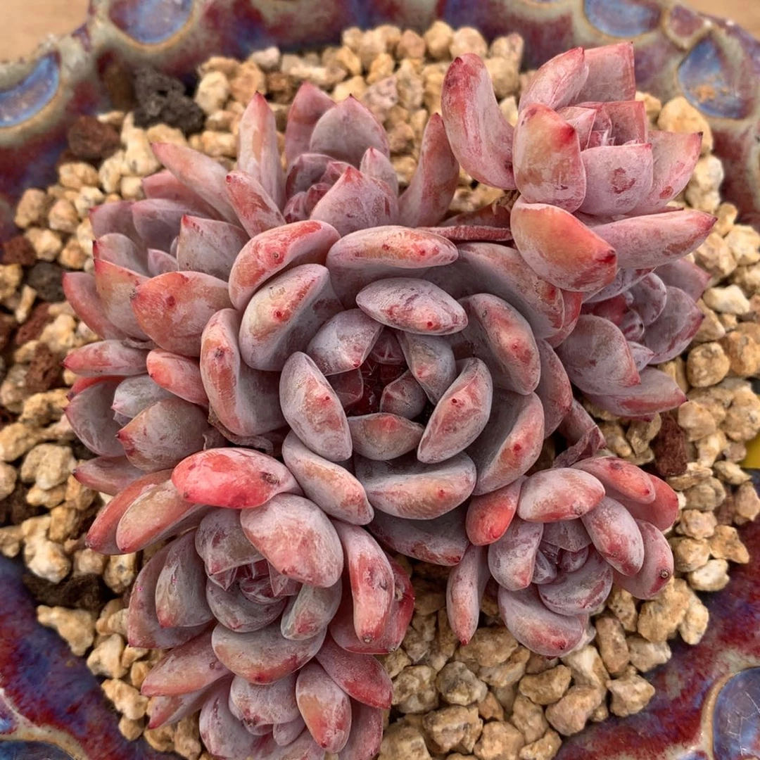 D1434逗号的多肉花园