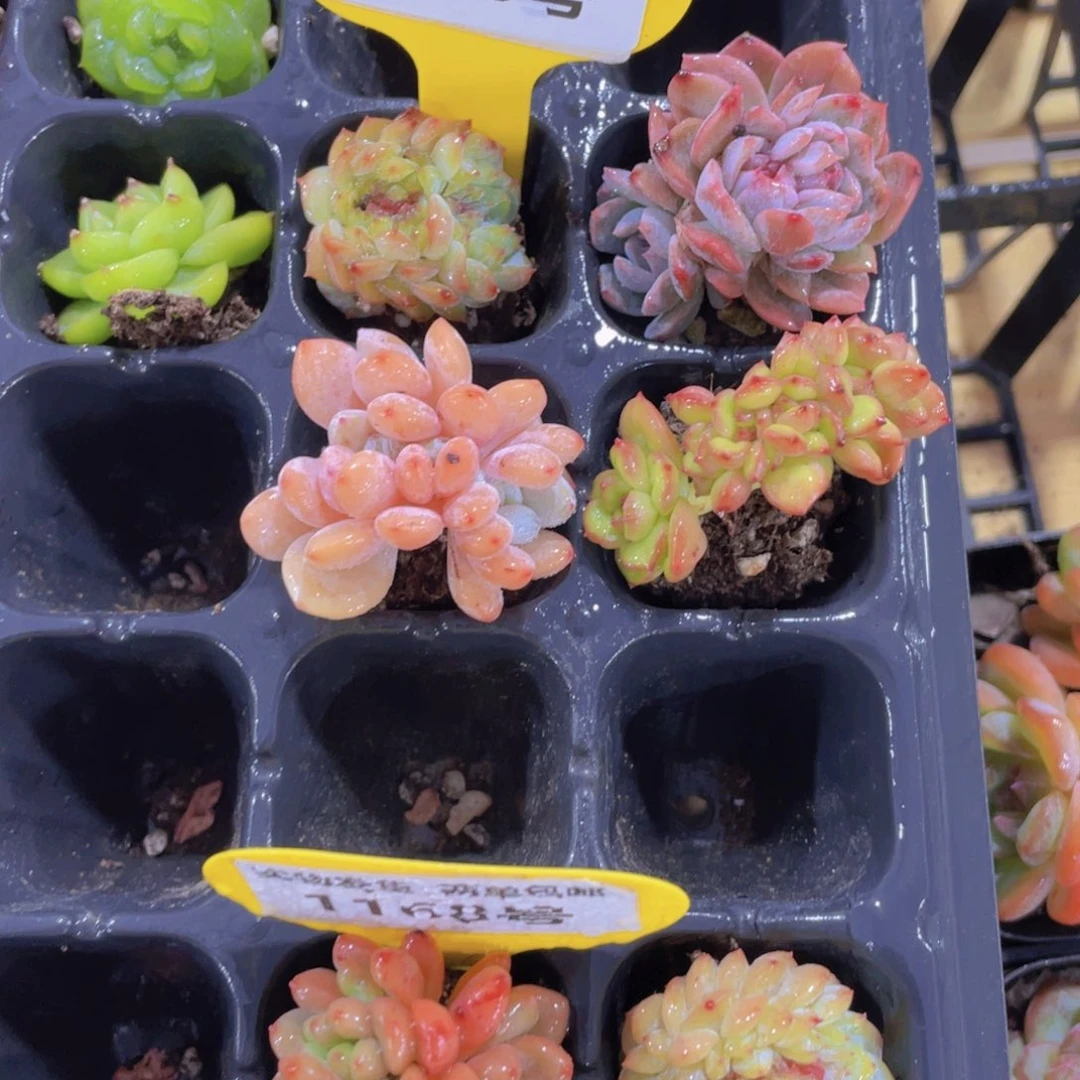 1170号 精品小缀化四颗