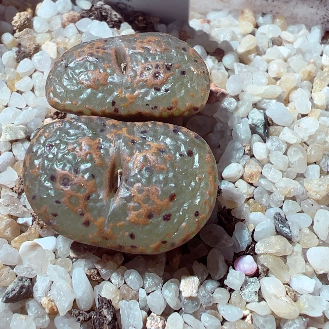 1228-168多肉多日k勋章