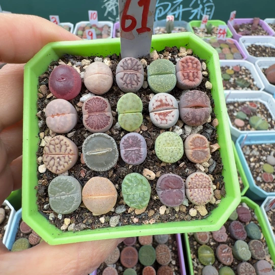 特价彩拼带盆土61