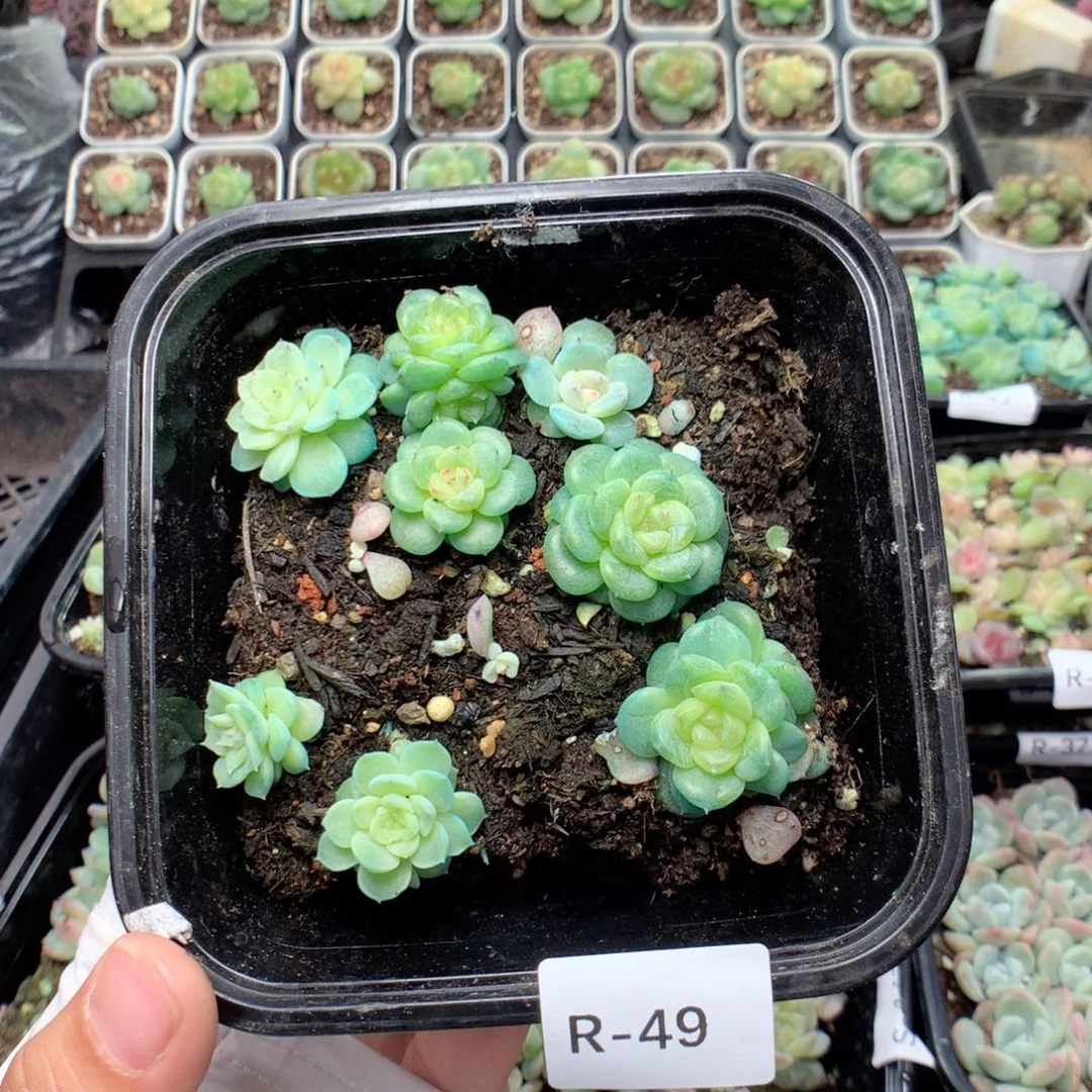无花朵R49英语英语