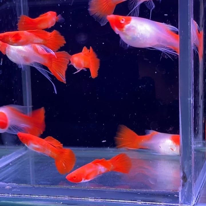 孔雀鱼红头飘带10条包邮