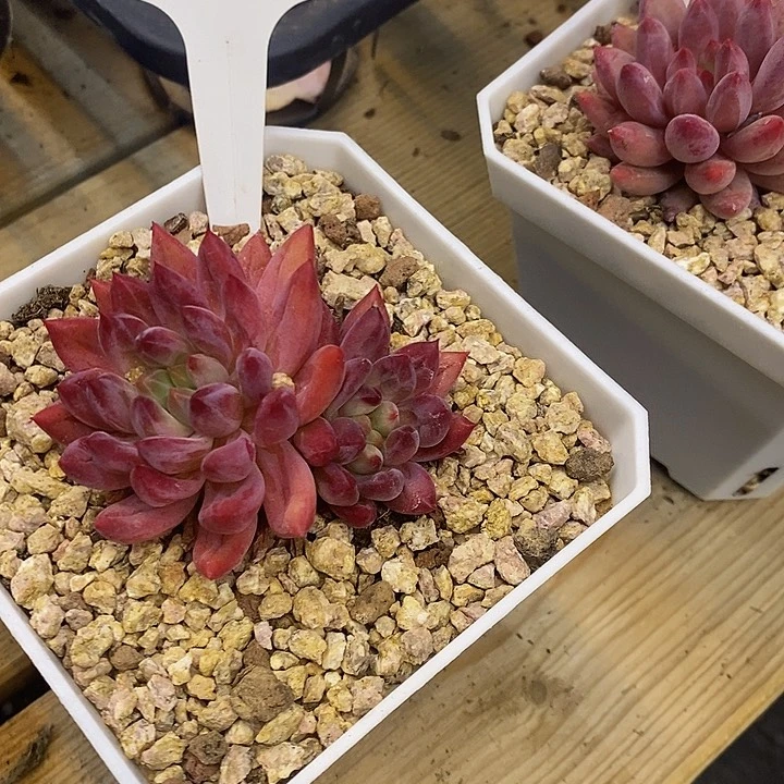 ?***.全状态虞美人808022