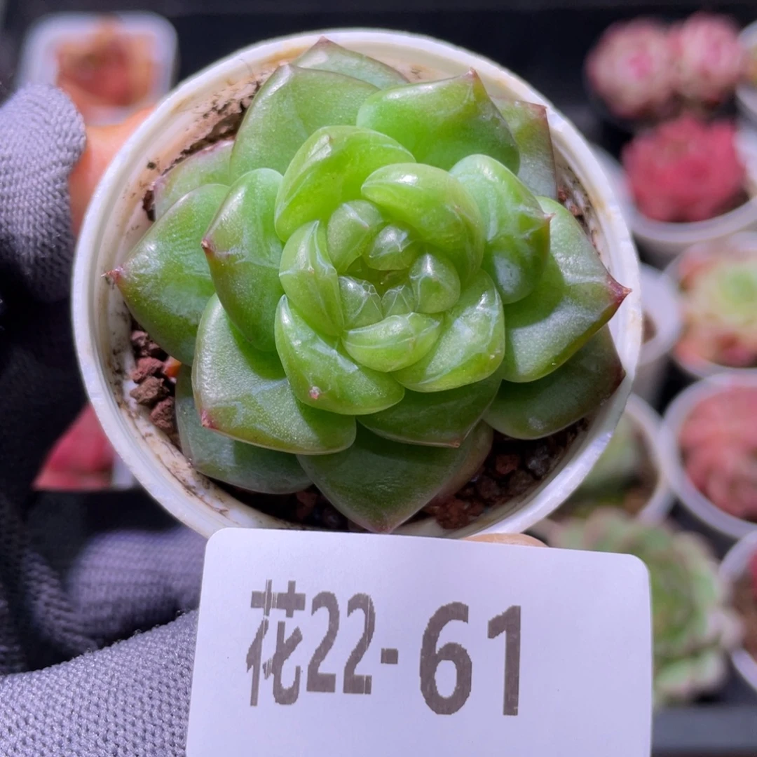 花利美22-61新品珍妮