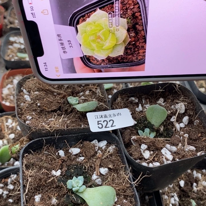 标522甜心338一个量拍