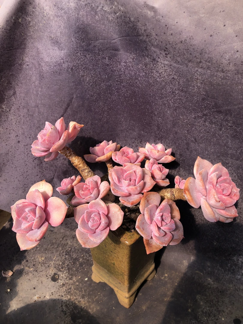 多肉植物常规链接