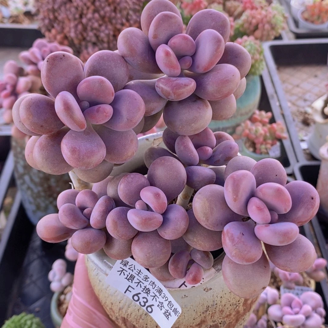腰子桃蛋12cm636多肉植物